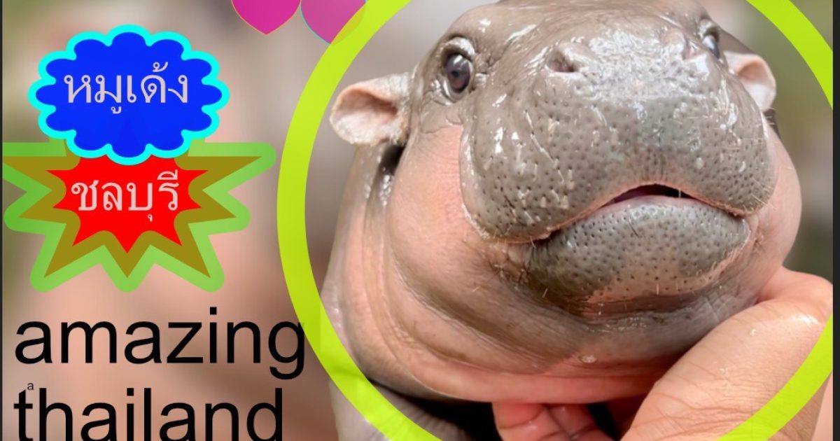 Noi Detookwai ออกแบบโลโก้